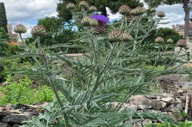 Karczoch zwyczajny (Cynara Scolymus)