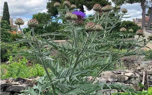Karczoch zwyczajny (Cynara Scolymus)