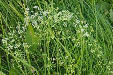 Saposznikowia rozłożysta (Saposhnikovia divaricata)