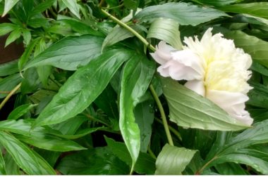 Piwonia chińska (Paeonia lactiflora)