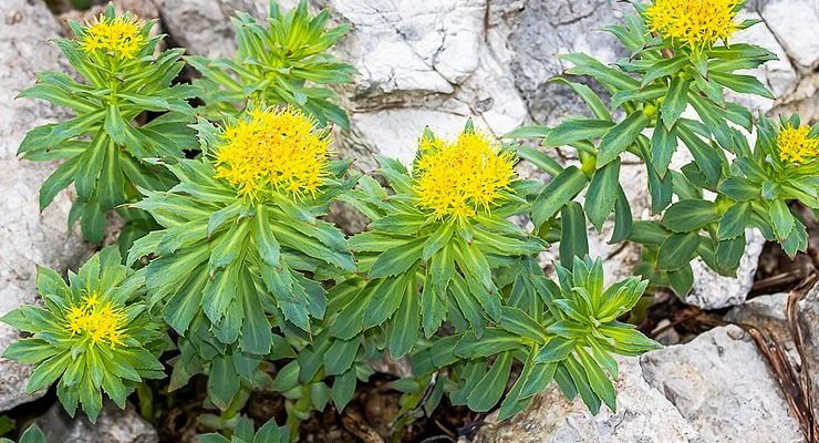 Różeniec górski (Rhodiola rosea L.)