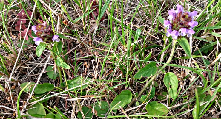 Głowienka pospolita (Prunella vulgaris)